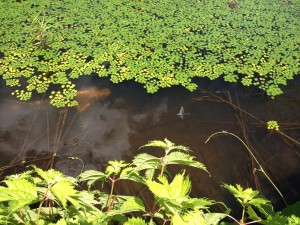 エコラの森の鯉