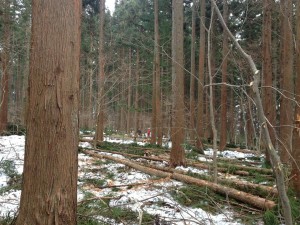 森の作業日2014冬①