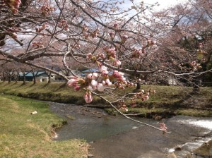 湯沢川の桜①