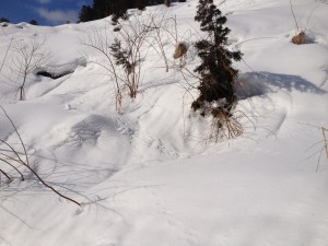 雪の中の足跡①