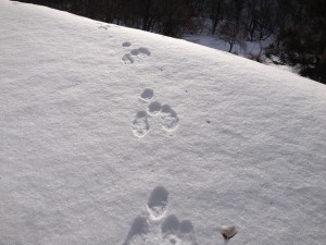雪の中の足跡②