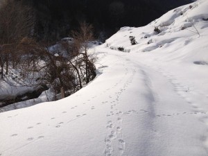 雪の中の足跡③